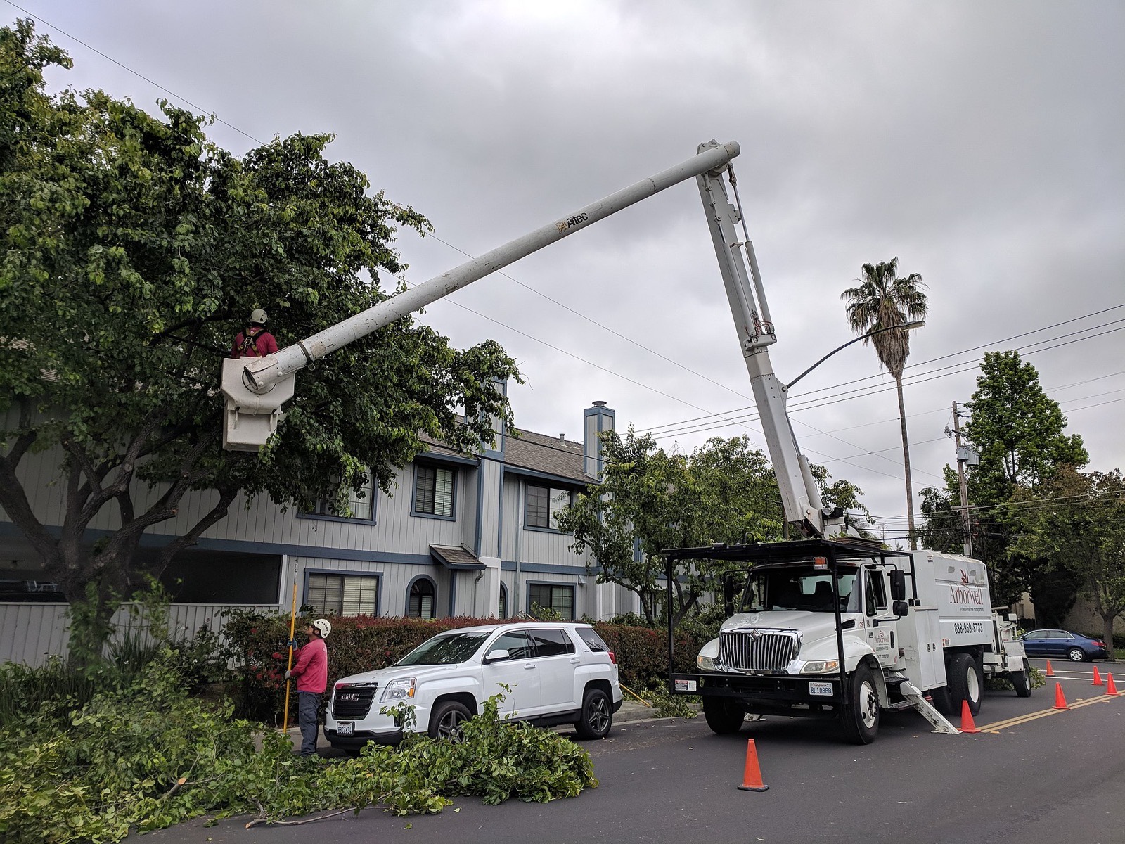 Tree Services: the work a TMG marketing engine keeps on the schedule